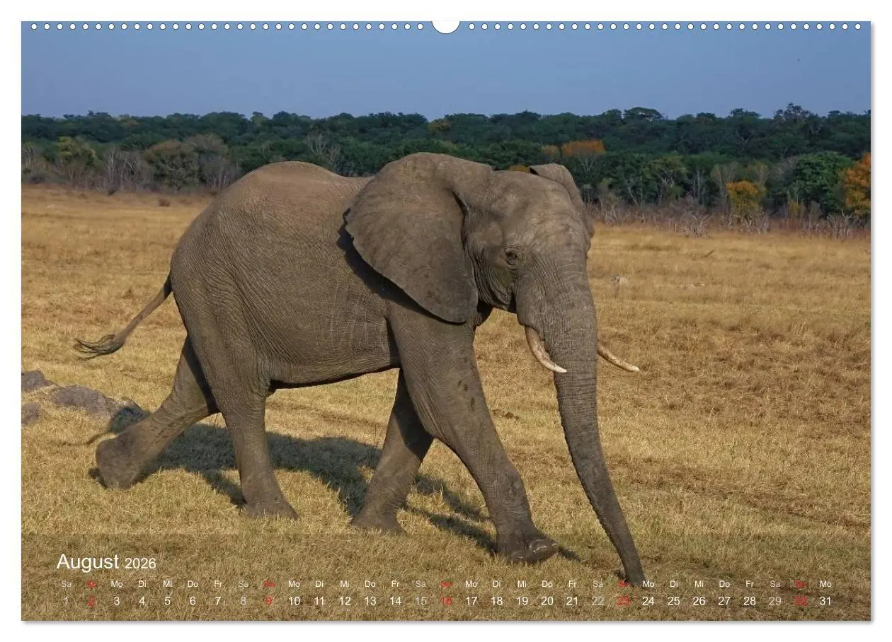 Bild: 9783516168501 | Zimbabwe (Wandkalender 2026 DIN A2 quer), CALVENDO Monatskalender