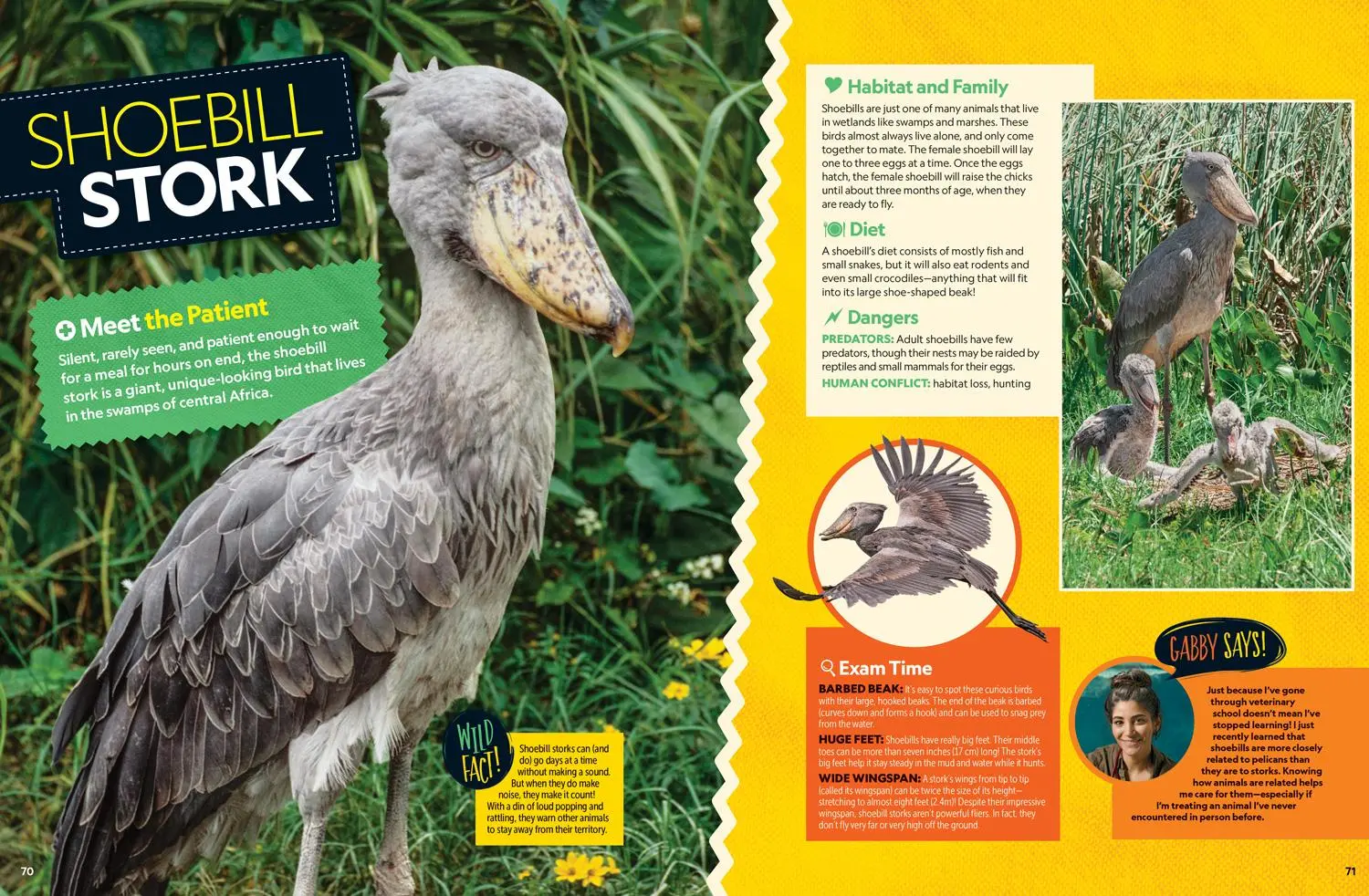 Bild: 9781426338601 | Wild Vet Adventures | Gabby Wild | Buch | Einband - fest (Hardcover)