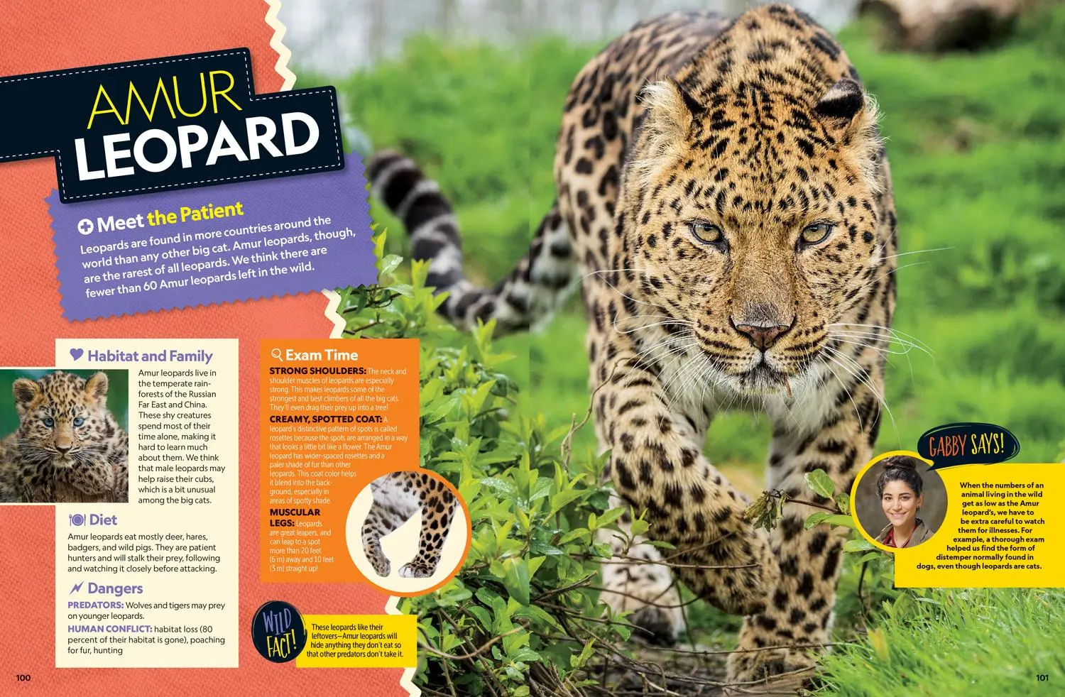 Bild: 9781426338601 | Wild Vet Adventures | Gabby Wild | Buch | Einband - fest (Hardcover)
