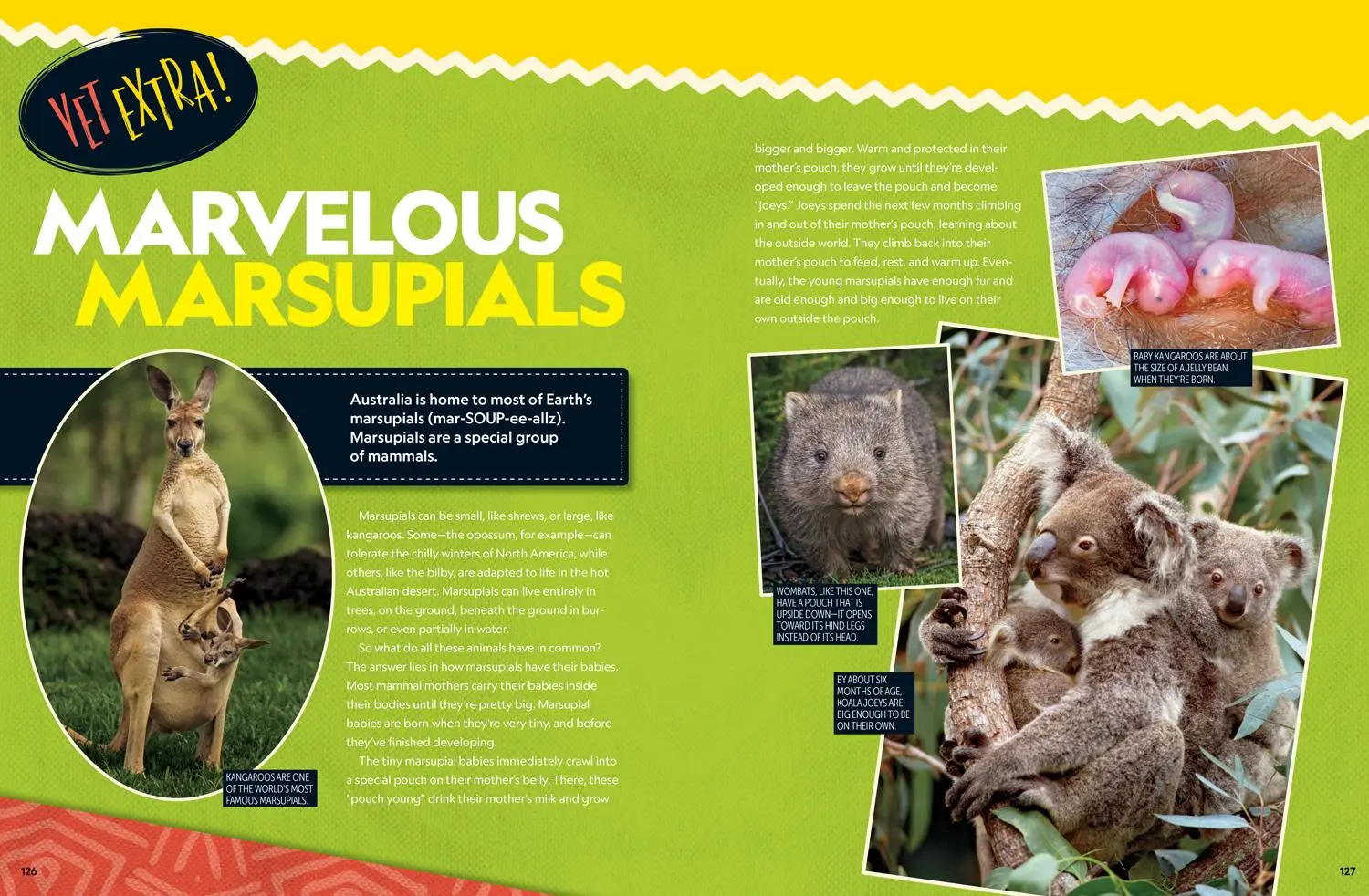 Bild: 9781426338601 | Wild Vet Adventures | Gabby Wild | Buch | Einband - fest (Hardcover)