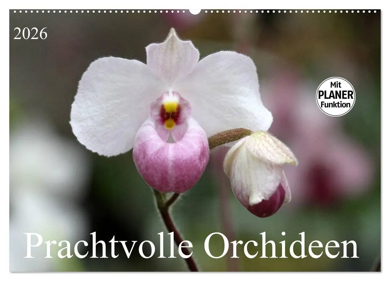 Cover: 9783457998601 | Prachtvolle Orchideen (Wandkalender 2026 DIN A2 quer), CALVENDO...