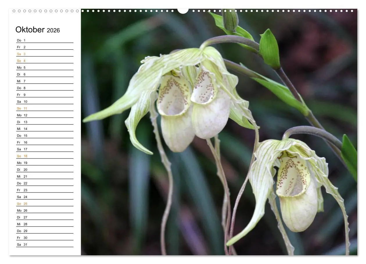 Bild: 9783457998601 | Prachtvolle Orchideen (Wandkalender 2026 DIN A2 quer), CALVENDO...