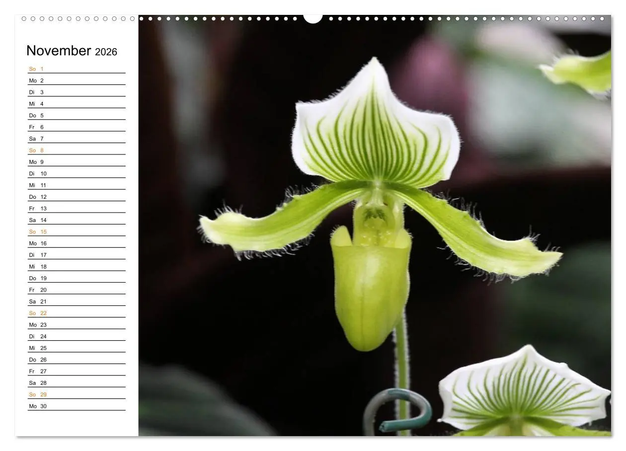 Bild: 9783457998601 | Prachtvolle Orchideen (Wandkalender 2026 DIN A2 quer), CALVENDO...