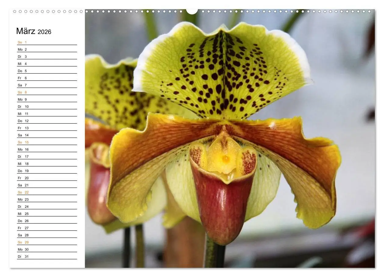 Bild: 9783457998601 | Prachtvolle Orchideen (Wandkalender 2026 DIN A2 quer), CALVENDO...