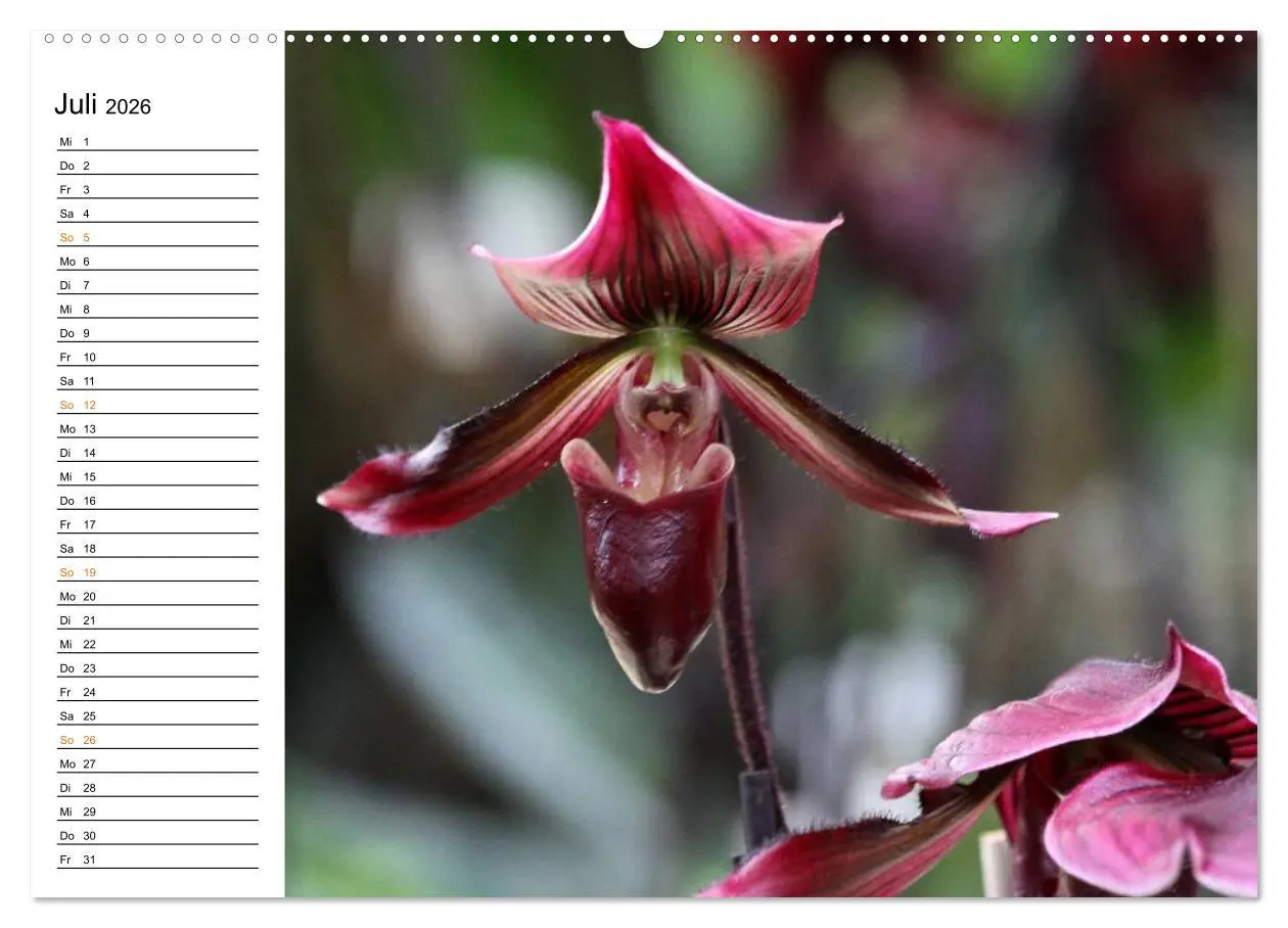 Bild: 9783457998601 | Prachtvolle Orchideen (Wandkalender 2026 DIN A2 quer), CALVENDO...