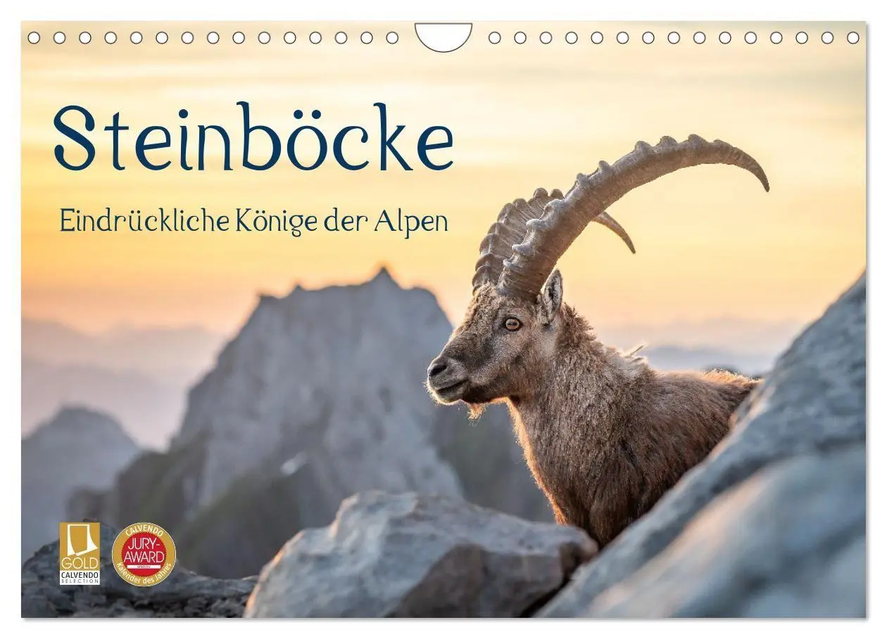 Cover: 9783516778601 | Steinböcke - Eindrückliche Könige der Alpen (Wandkalender 2027 DIN...