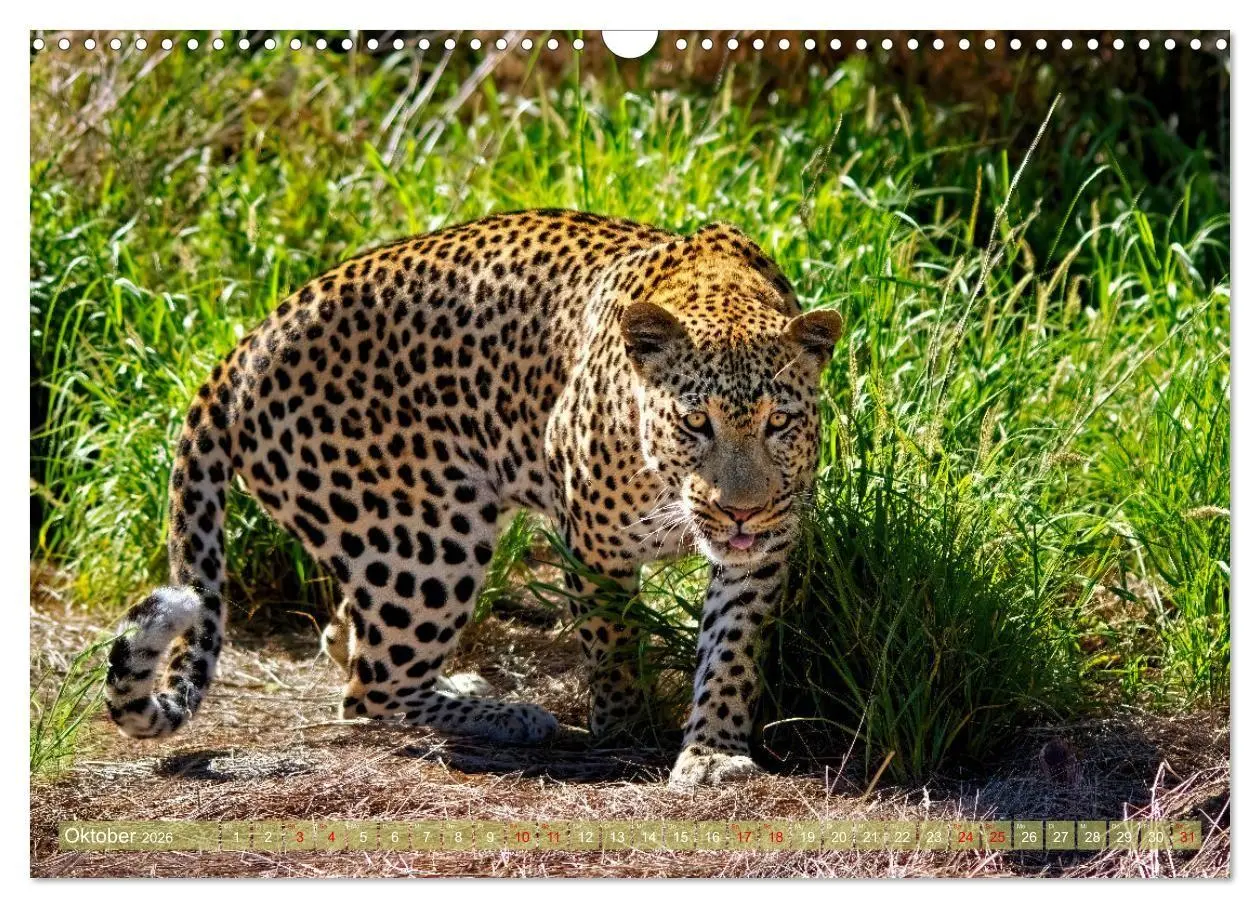 Bild: 9783516698701 | Namibias faszinierende Tierwelt (Wandkalender 2026 DIN A3 quer),...