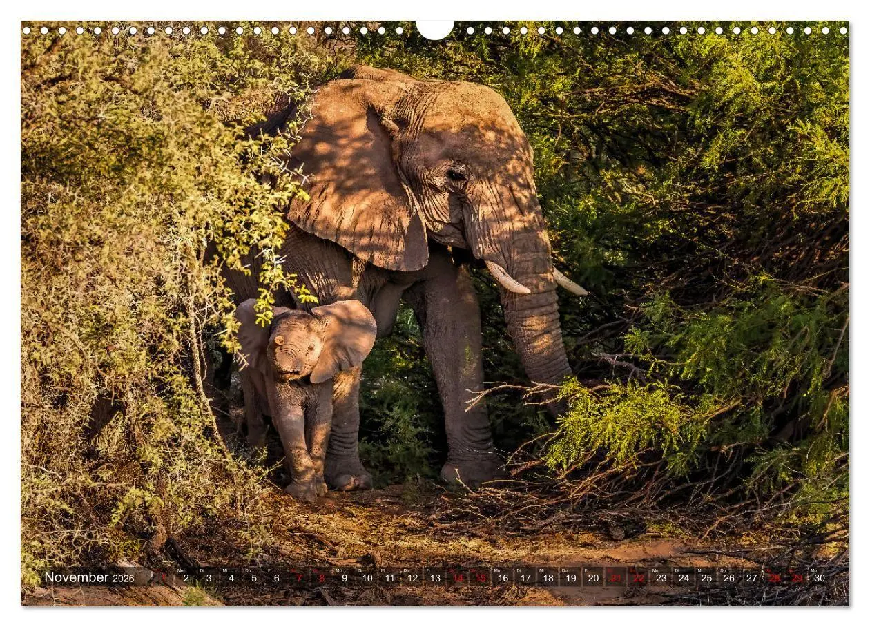 Bild: 9783516698701 | Namibias faszinierende Tierwelt (Wandkalender 2026 DIN A3 quer),...