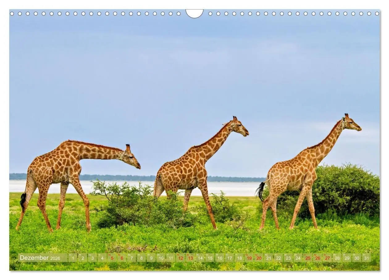 Bild: 9783516698701 | Namibias faszinierende Tierwelt (Wandkalender 2026 DIN A3 quer),...