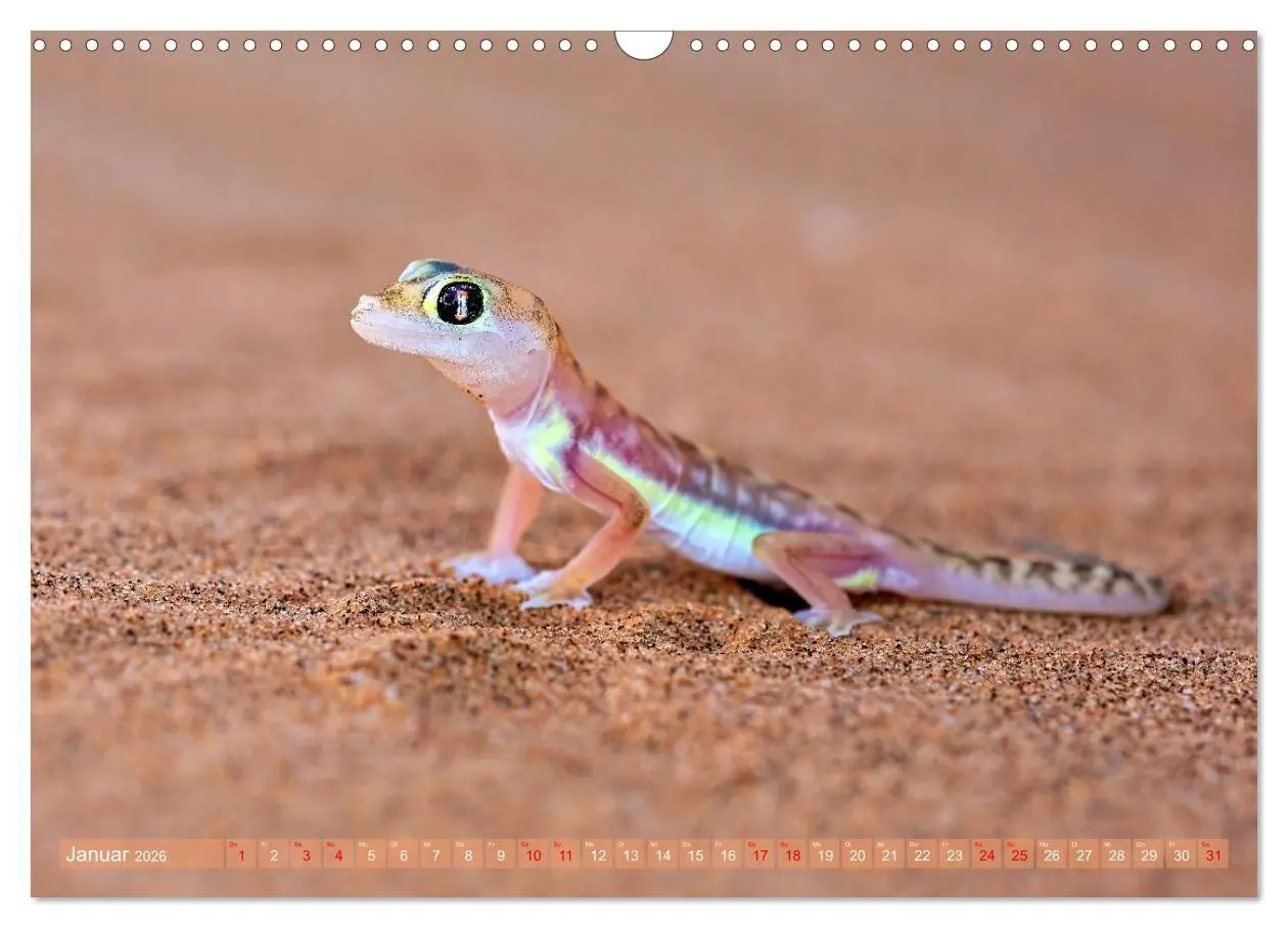 Bild: 9783516698701 | Namibias faszinierende Tierwelt (Wandkalender 2026 DIN A3 quer),...