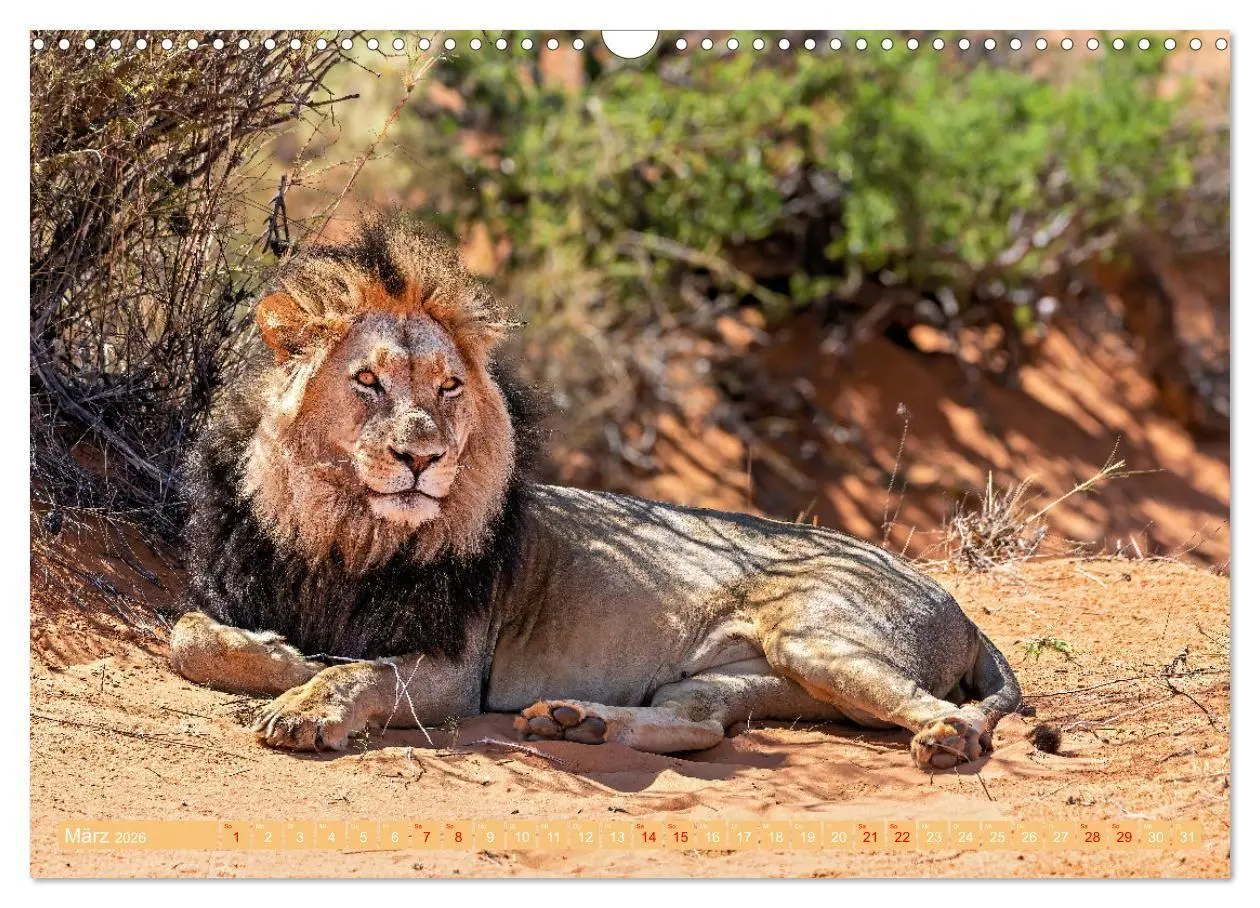 Bild: 9783516698701 | Namibias faszinierende Tierwelt (Wandkalender 2026 DIN A3 quer),...