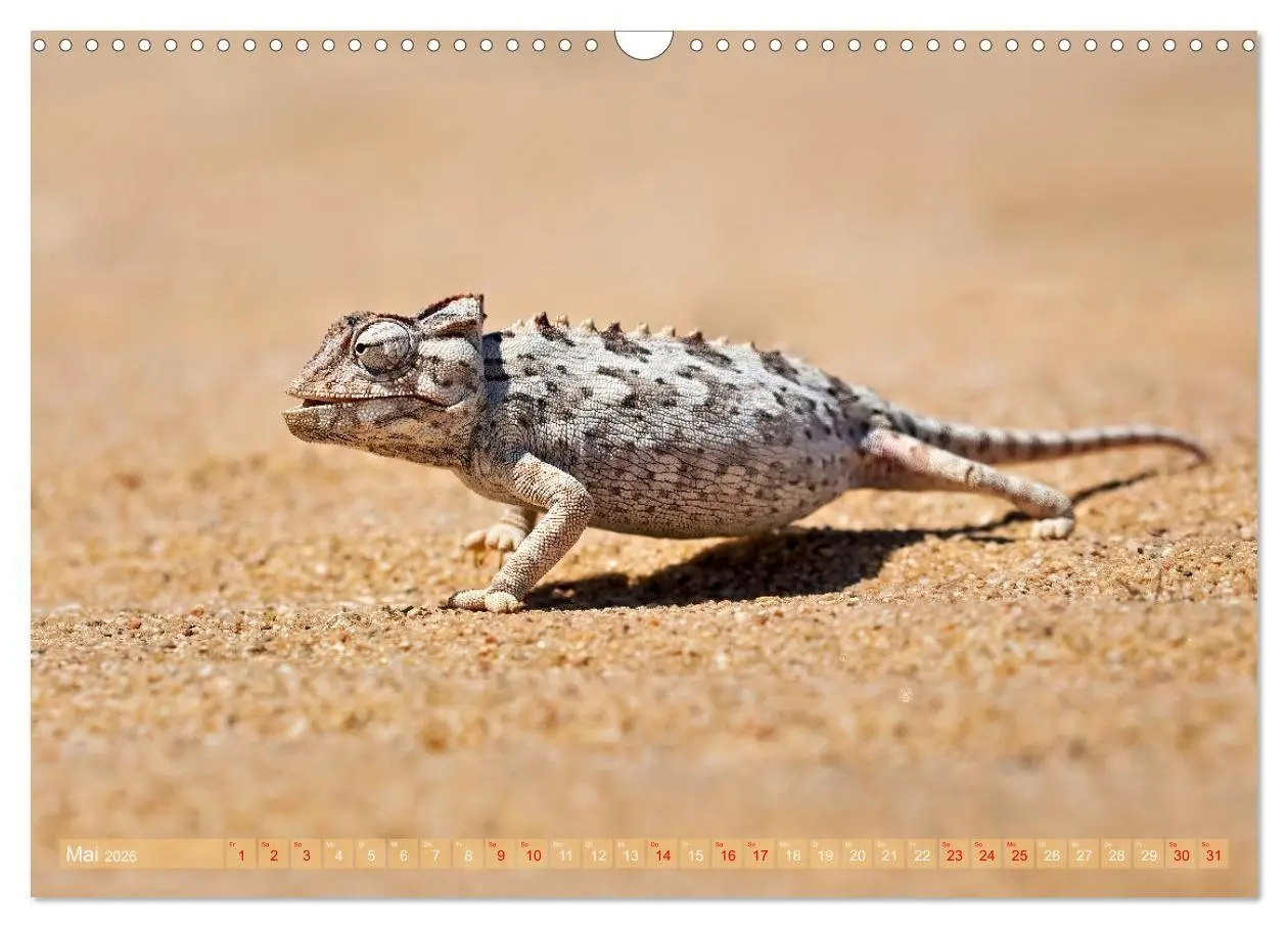 Bild: 9783516698701 | Namibias faszinierende Tierwelt (Wandkalender 2026 DIN A3 quer),...