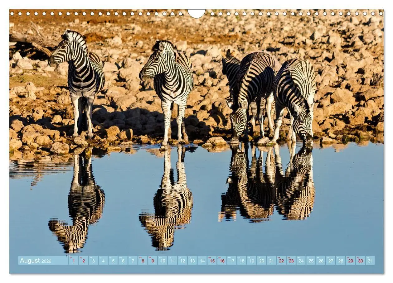 Bild: 9783516698701 | Namibias faszinierende Tierwelt (Wandkalender 2026 DIN A3 quer),...