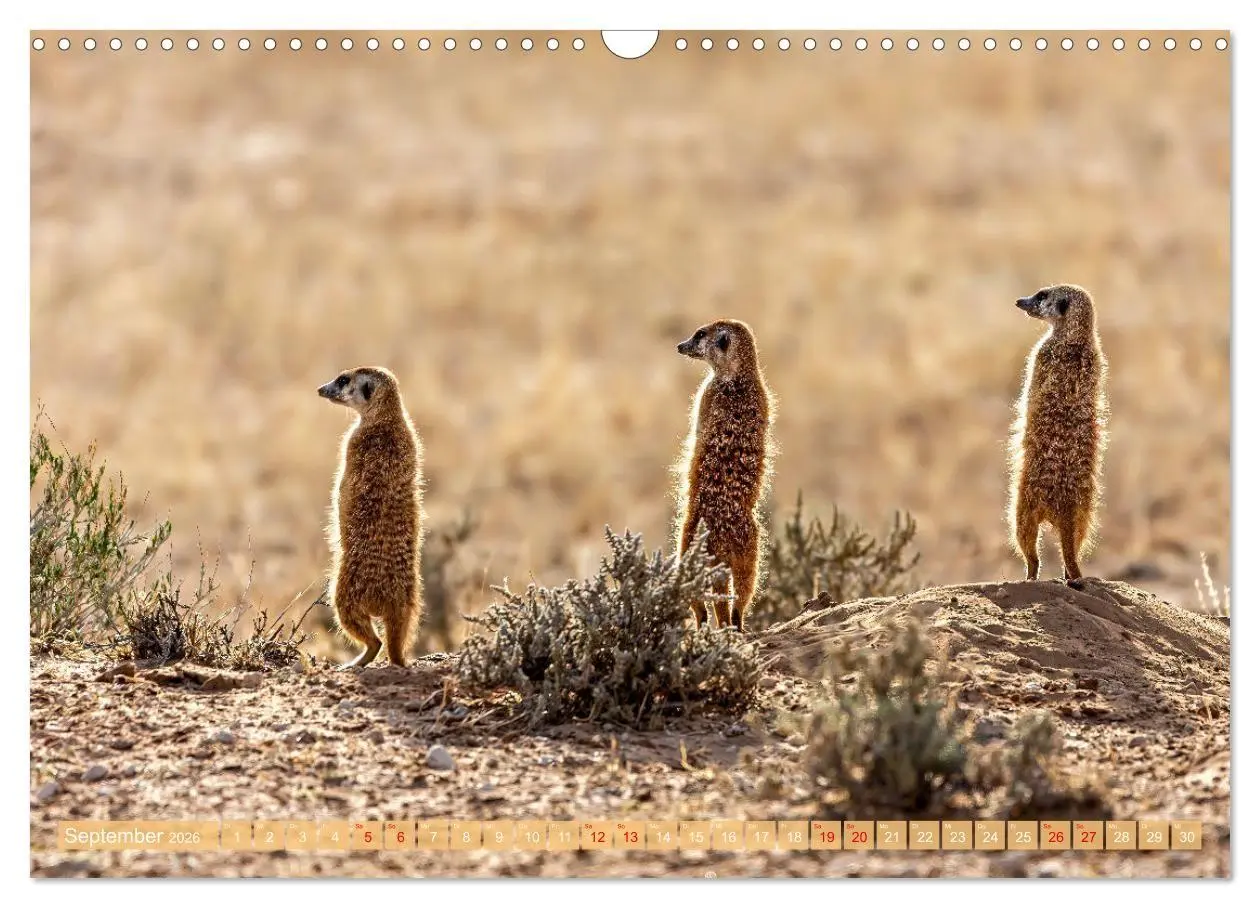 Bild: 9783516698701 | Namibias faszinierende Tierwelt (Wandkalender 2026 DIN A3 quer),...