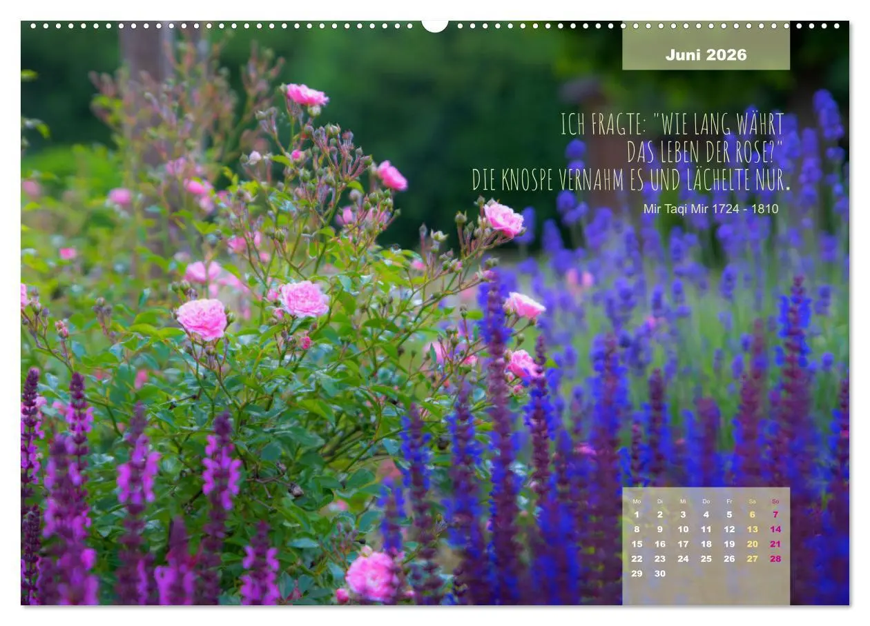Bild: 9783457428801 | Rose Königin des Gartens (hochwertiger Premium Wandkalender 2026...