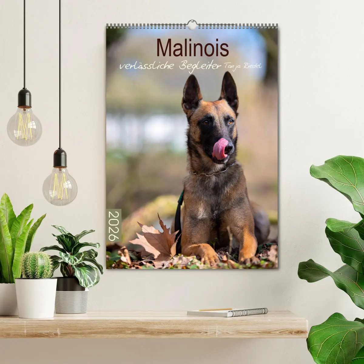 Bild: 9783516378801 | Malinois verlässliche Begleiter (Wandkalender 2026 DIN A2 hoch),...