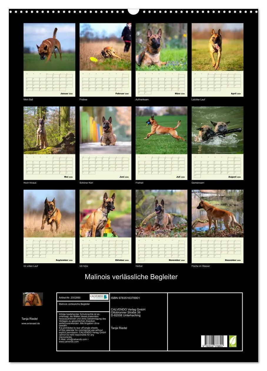Bild: 9783516378801 | Malinois verlässliche Begleiter (Wandkalender 2026 DIN A2 hoch),...