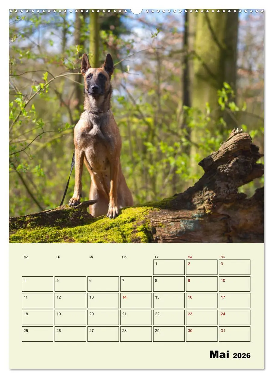 Bild: 9783516378801 | Malinois verlässliche Begleiter (Wandkalender 2026 DIN A2 hoch),...
