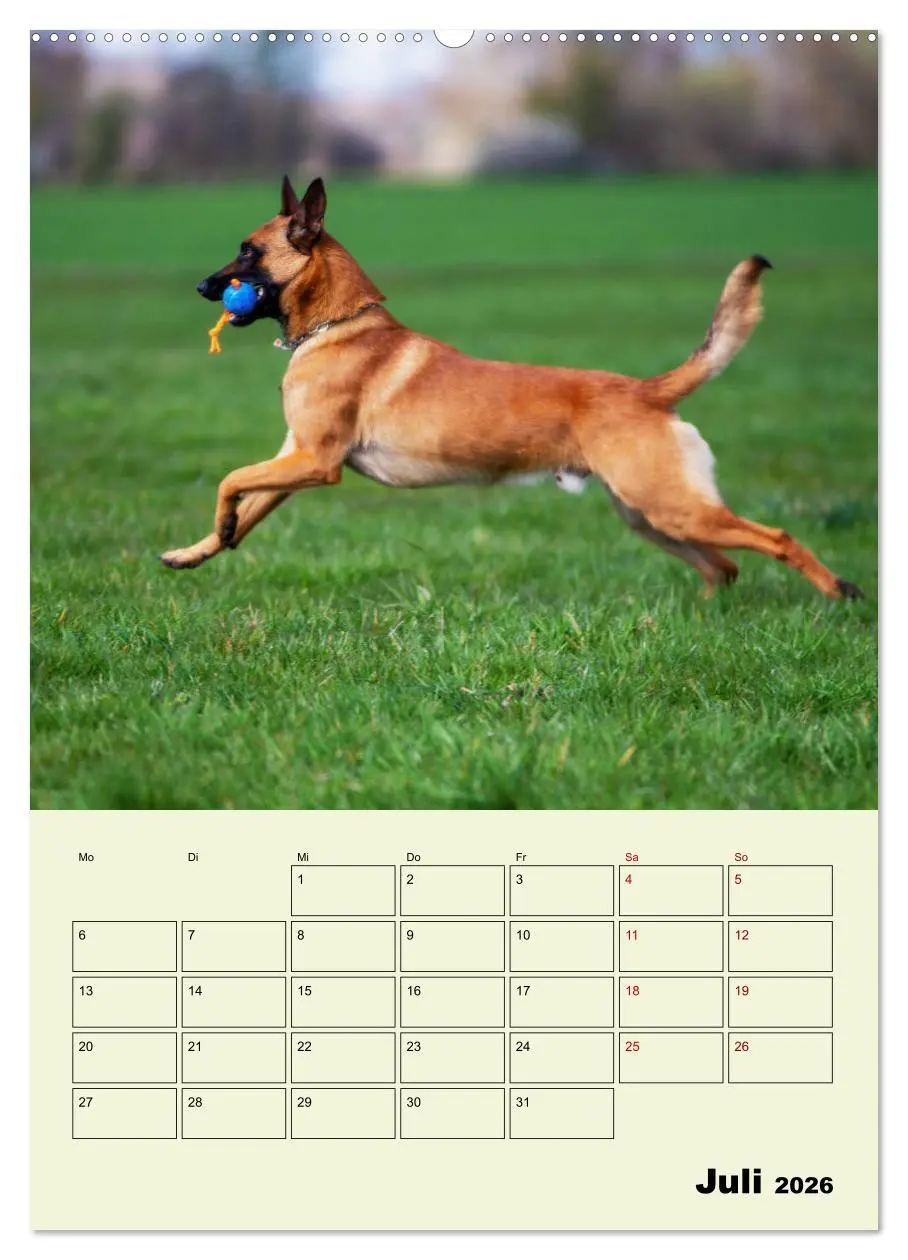 Bild: 9783516378801 | Malinois verlässliche Begleiter (Wandkalender 2026 DIN A2 hoch),...