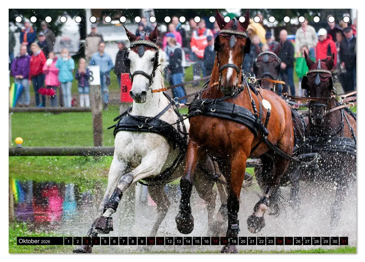 Bild: 9783457728901 | Fahrpferde in Aktion (Tischkalender 2026 DIN A5 quer), CALVENDO...
