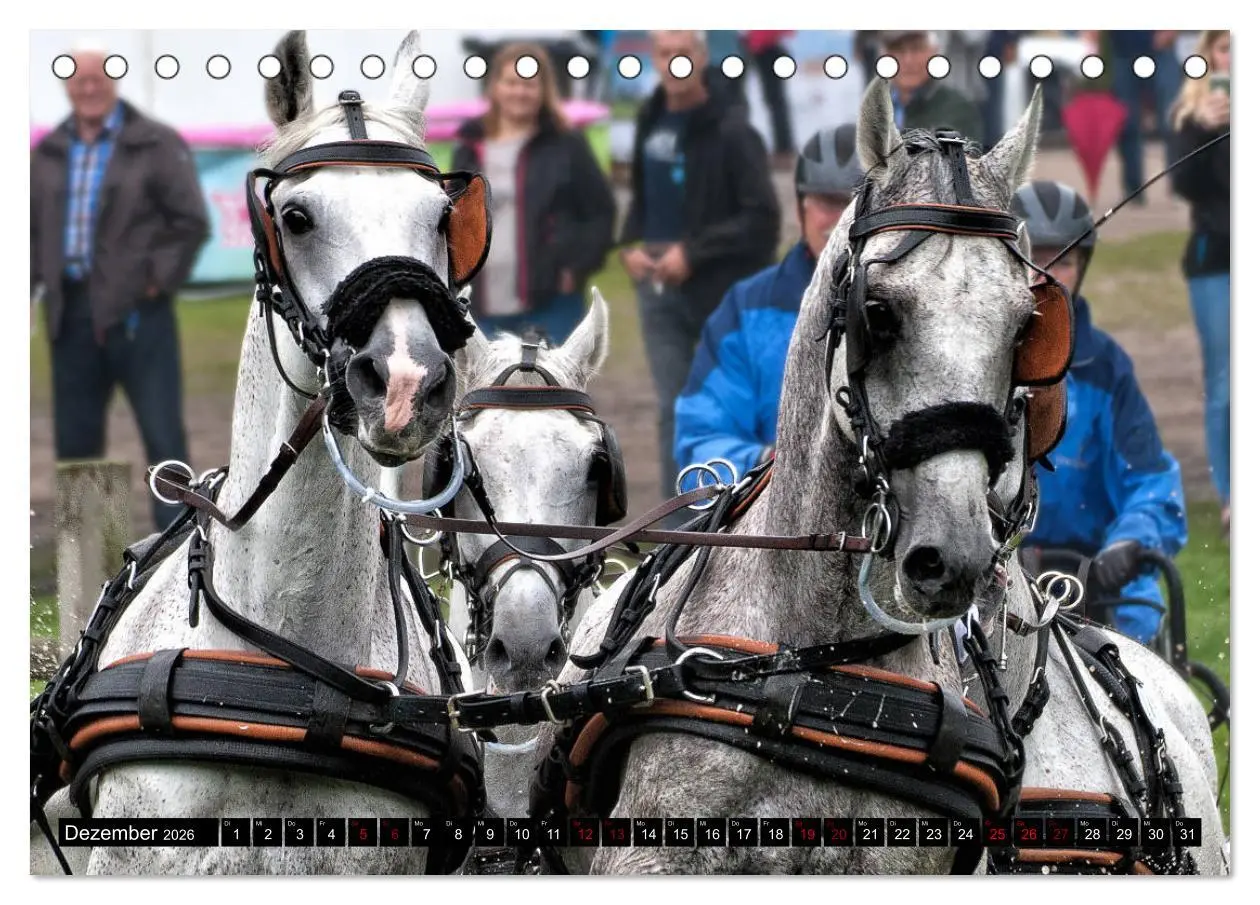 Bild: 9783457728901 | Fahrpferde in Aktion (Tischkalender 2026 DIN A5 quer), CALVENDO...