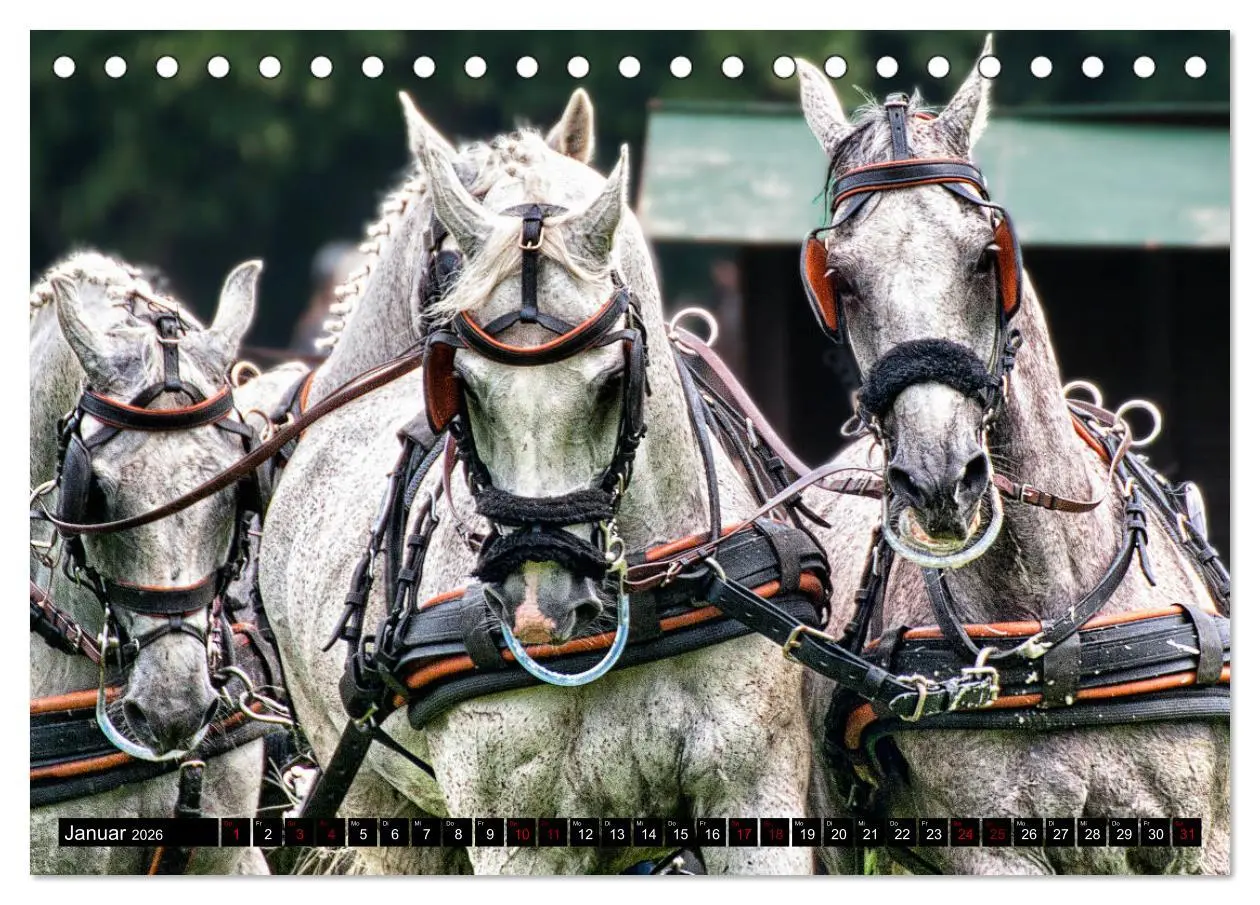 Bild: 9783457728901 | Fahrpferde in Aktion (Tischkalender 2026 DIN A5 quer), CALVENDO...