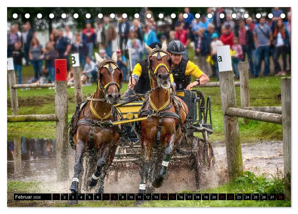 Bild: 9783457728901 | Fahrpferde in Aktion (Tischkalender 2026 DIN A5 quer), CALVENDO...