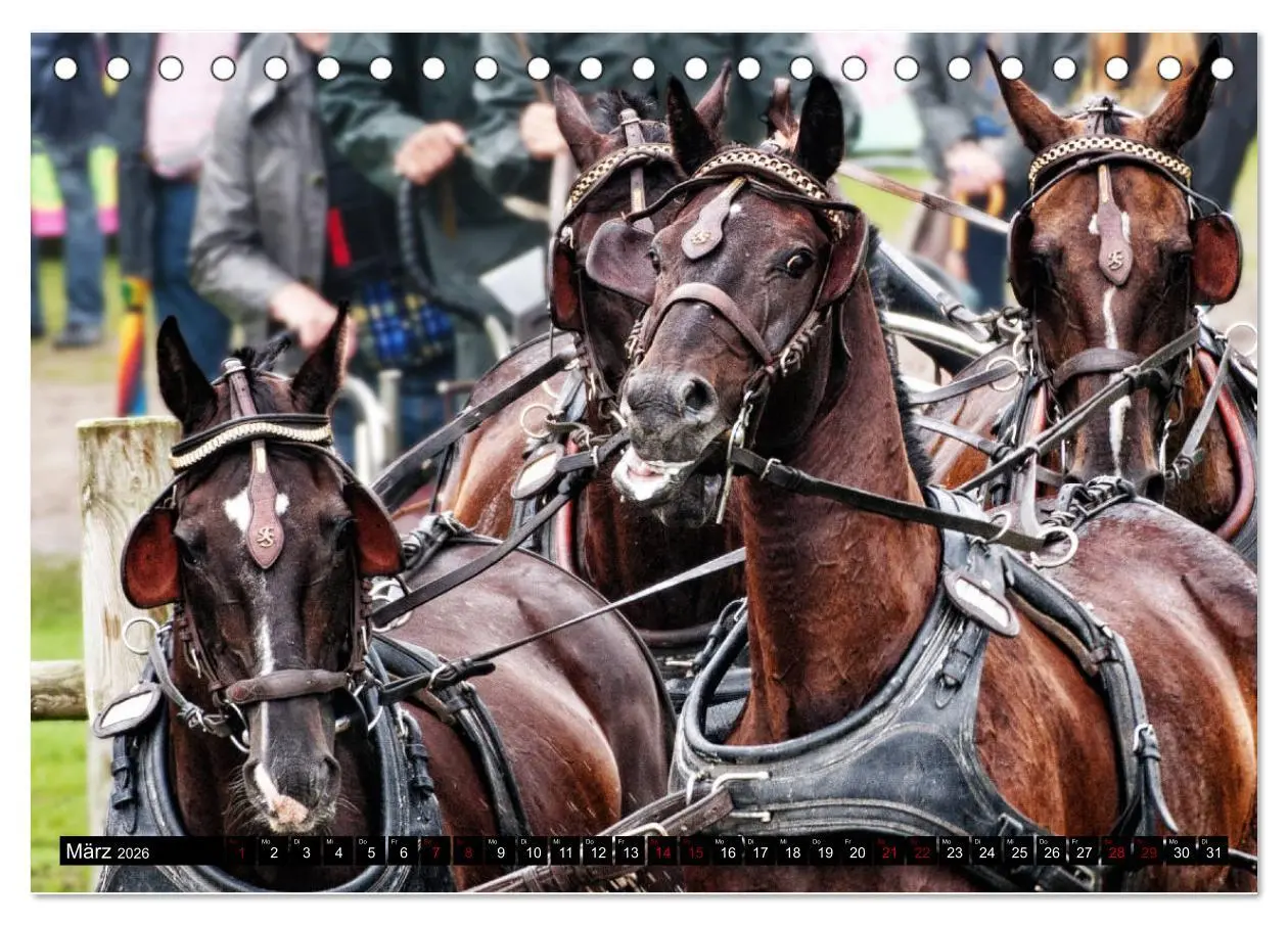Bild: 9783457728901 | Fahrpferde in Aktion (Tischkalender 2026 DIN A5 quer), CALVENDO...