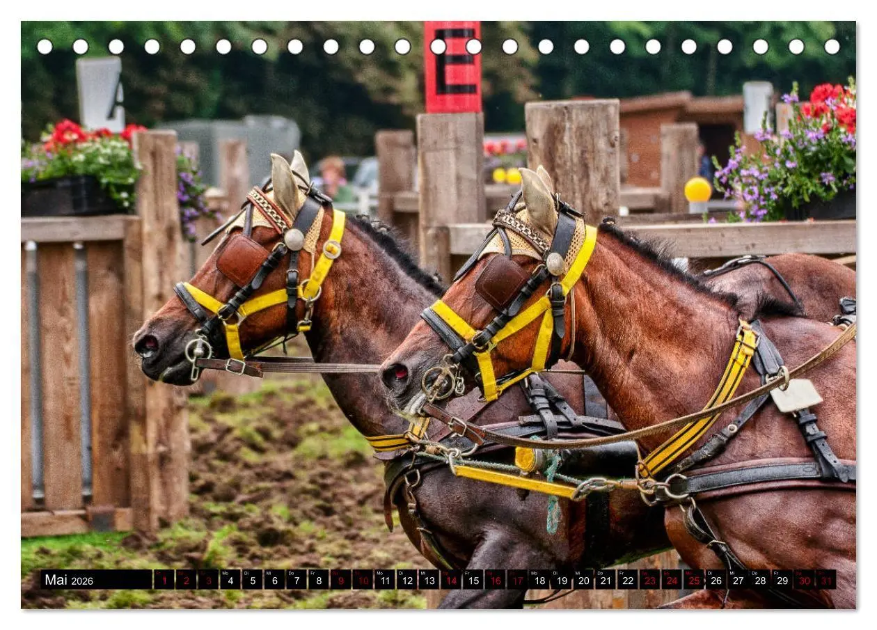 Bild: 9783457728901 | Fahrpferde in Aktion (Tischkalender 2026 DIN A5 quer), CALVENDO...