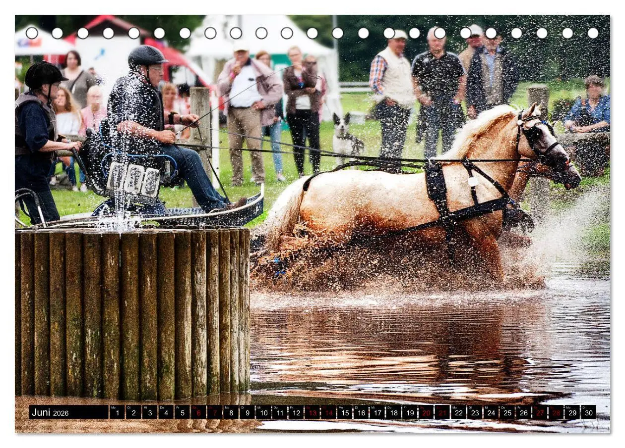 Bild: 9783457728901 | Fahrpferde in Aktion (Tischkalender 2026 DIN A5 quer), CALVENDO...