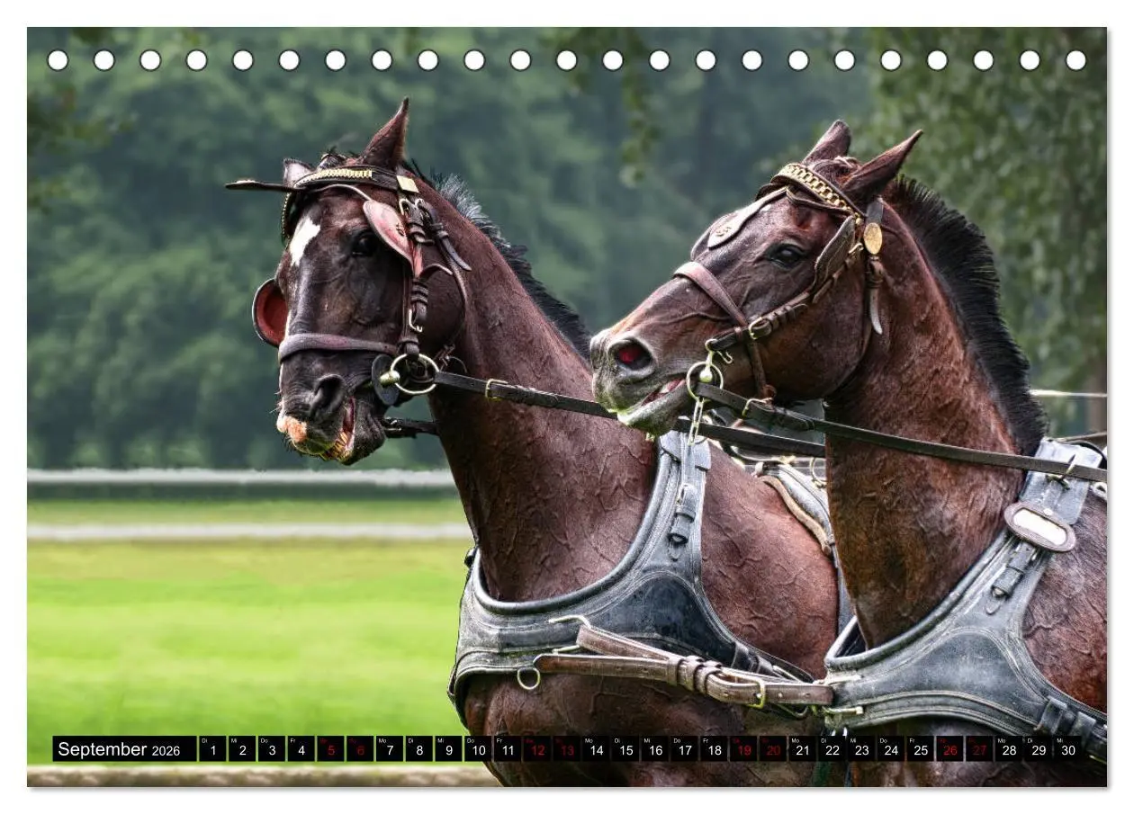 Bild: 9783457728901 | Fahrpferde in Aktion (Tischkalender 2026 DIN A5 quer), CALVENDO...
