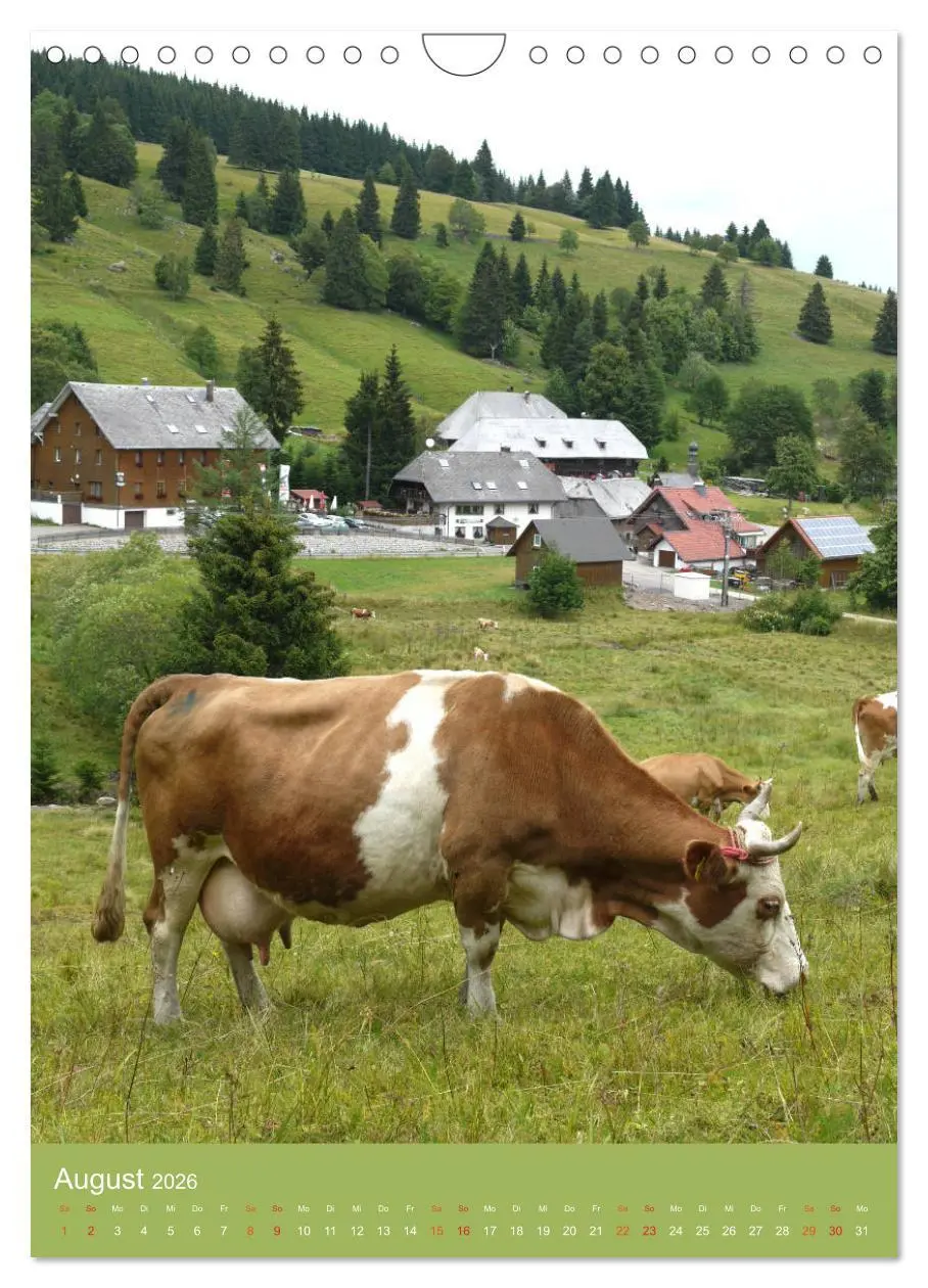 Bild: 9783516438901 | Schwarzwald und Kühe im Hochformat (Wandkalender 2026 DIN A4 hoch),...