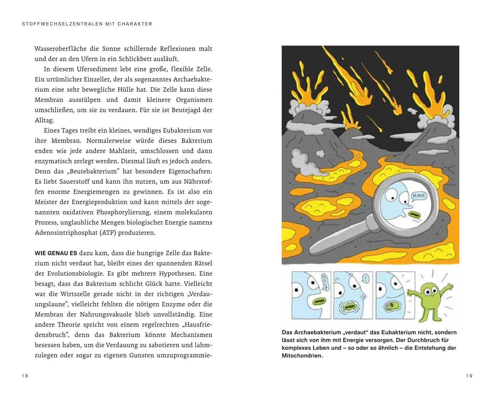 Bild: 9783708808901 | Die heimlichen Heldinnen des Stoffwechsels | Stephan Barth | Buch