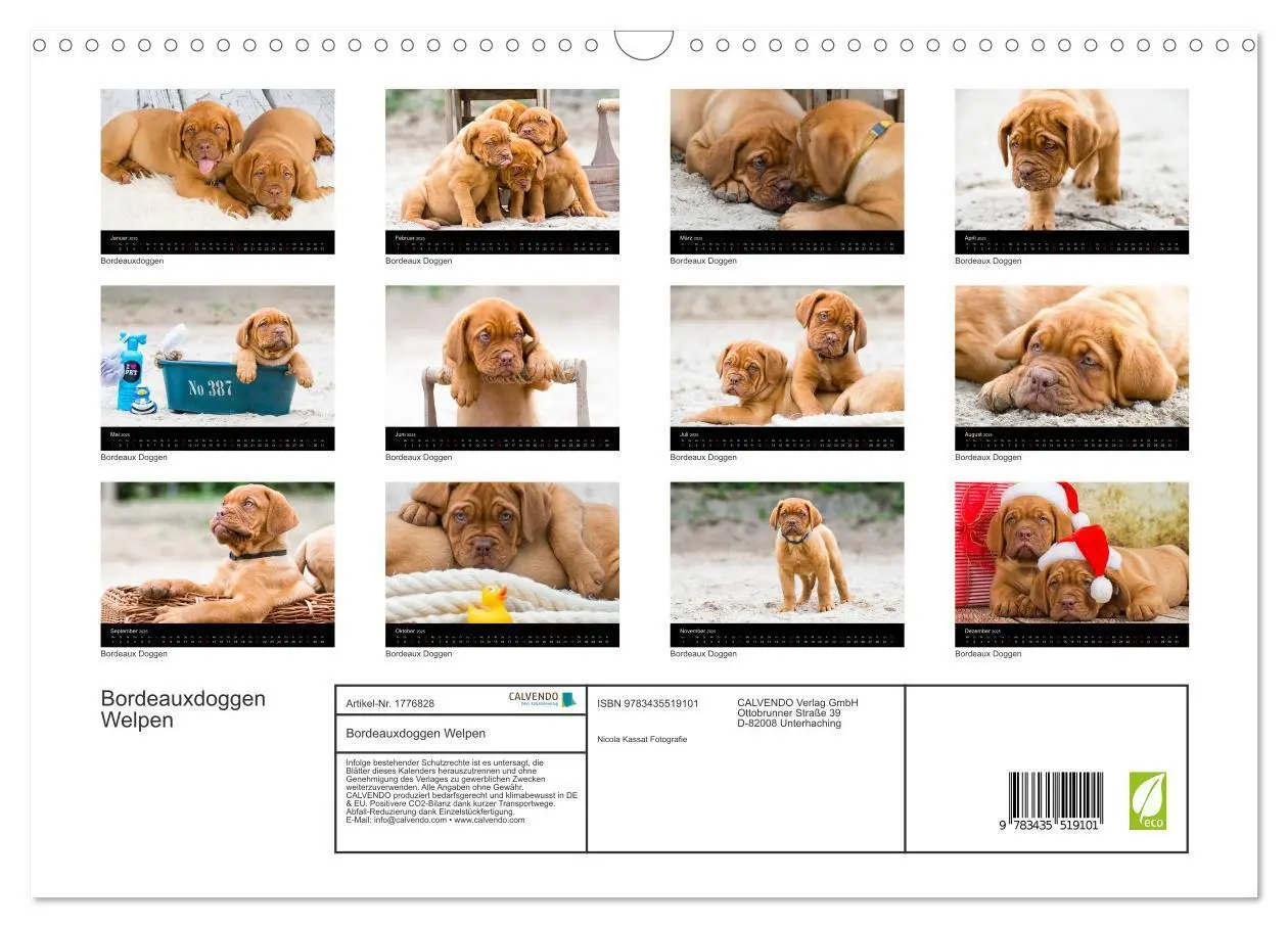Bild: 9783435519101 | Bordeauxdoggen Welpen (Wandkalender 2025 DIN A3 quer), CALVENDO...