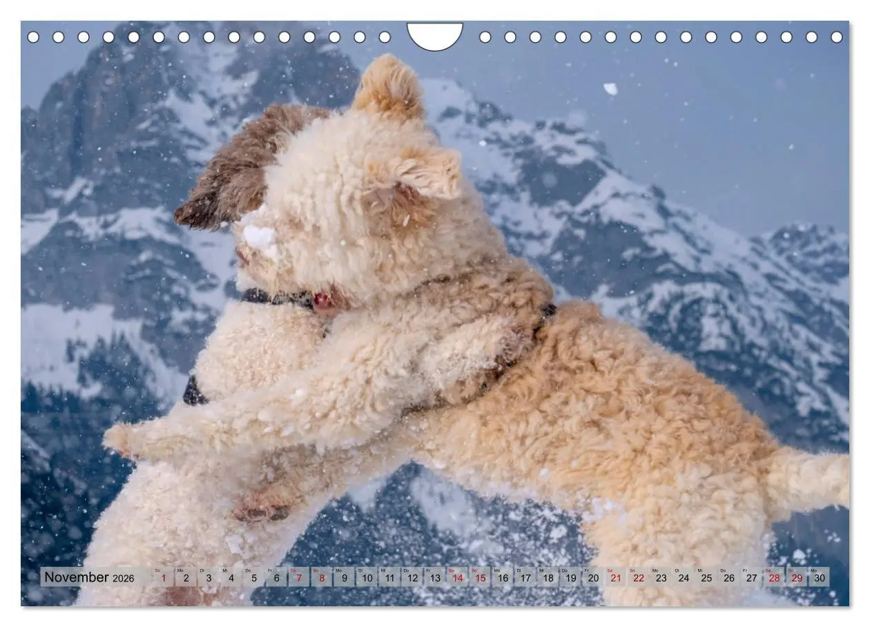 Bild: 9783457919101 | Lagotto Romagnolo Tanzende Trüffelnasen (Wandkalender 2026 DIN A4...