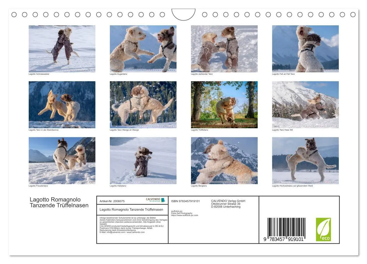 Bild: 9783457919101 | Lagotto Romagnolo Tanzende Trüffelnasen (Wandkalender 2026 DIN A4...