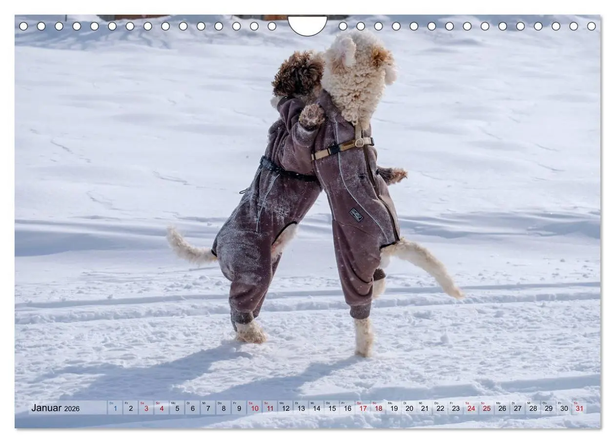 Bild: 9783457919101 | Lagotto Romagnolo Tanzende Trüffelnasen (Wandkalender 2026 DIN A4...