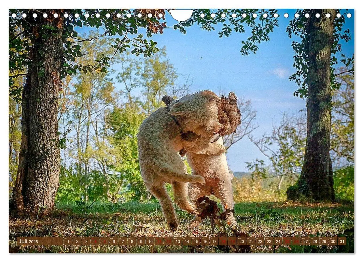 Bild: 9783457919101 | Lagotto Romagnolo Tanzende Trüffelnasen (Wandkalender 2026 DIN A4...