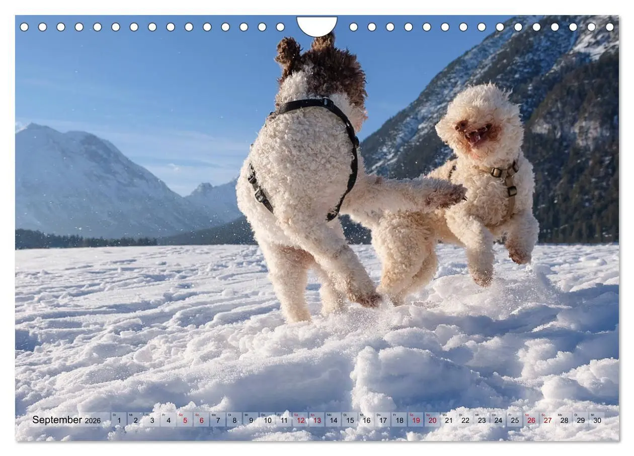 Bild: 9783457919101 | Lagotto Romagnolo Tanzende Trüffelnasen (Wandkalender 2026 DIN A4...