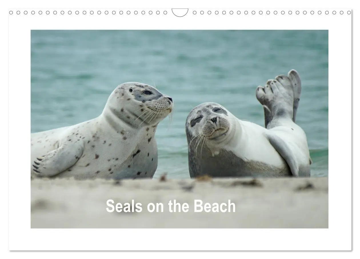 Cover: 9783516559101 | Seals on the Beach (Wall Calendar 2026 DIN A3 landscape), CALVENDO...