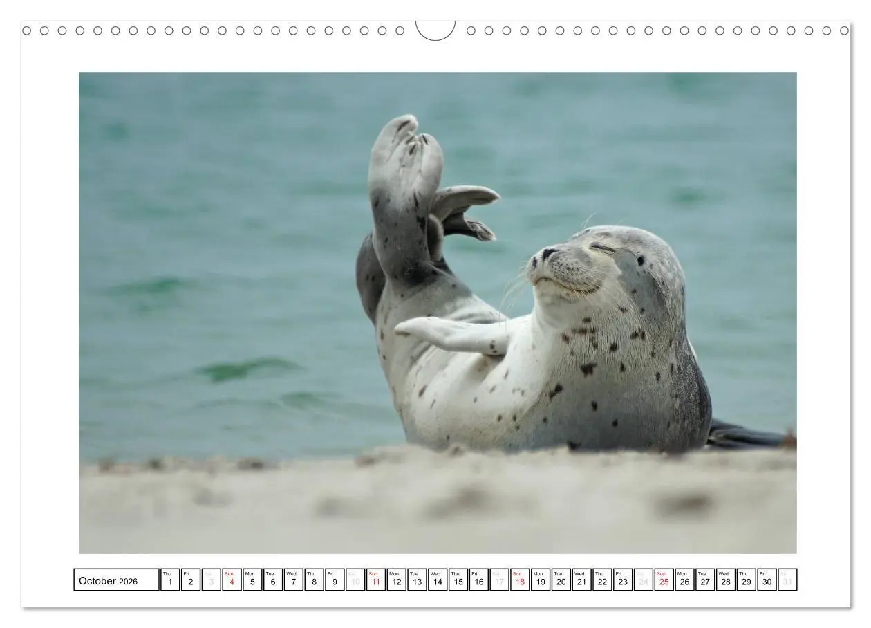 Bild: 9783516559101 | Seals on the Beach (Wall Calendar 2026 DIN A3 landscape), CALVENDO...