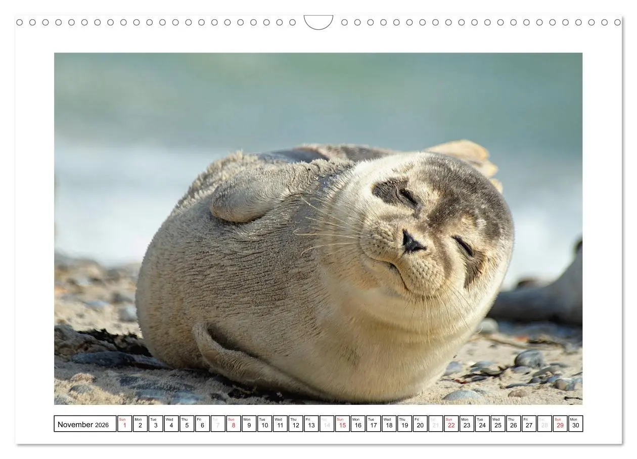 Bild: 9783516559101 | Seals on the Beach (Wall Calendar 2026 DIN A3 landscape), CALVENDO...