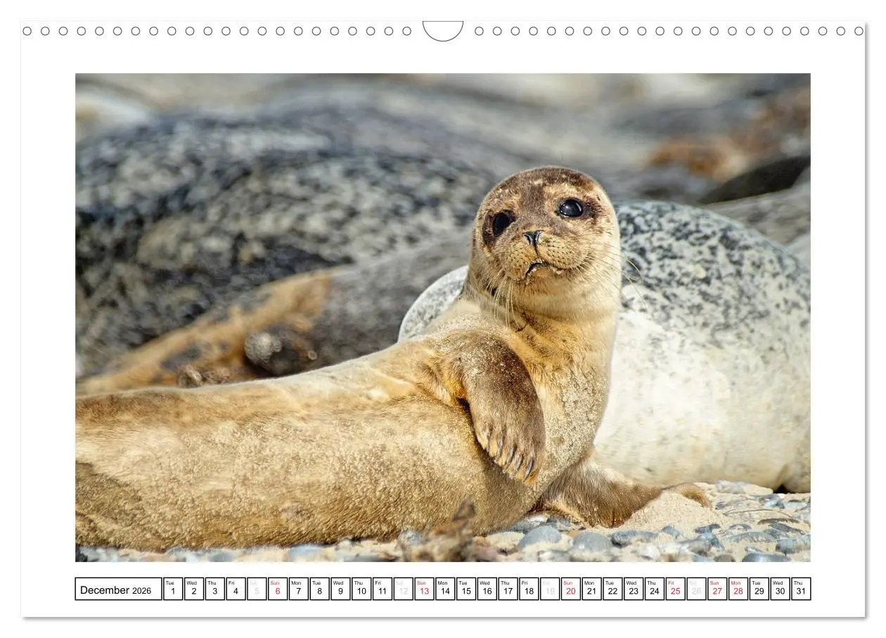 Bild: 9783516559101 | Seals on the Beach (Wall Calendar 2026 DIN A3 landscape), CALVENDO...