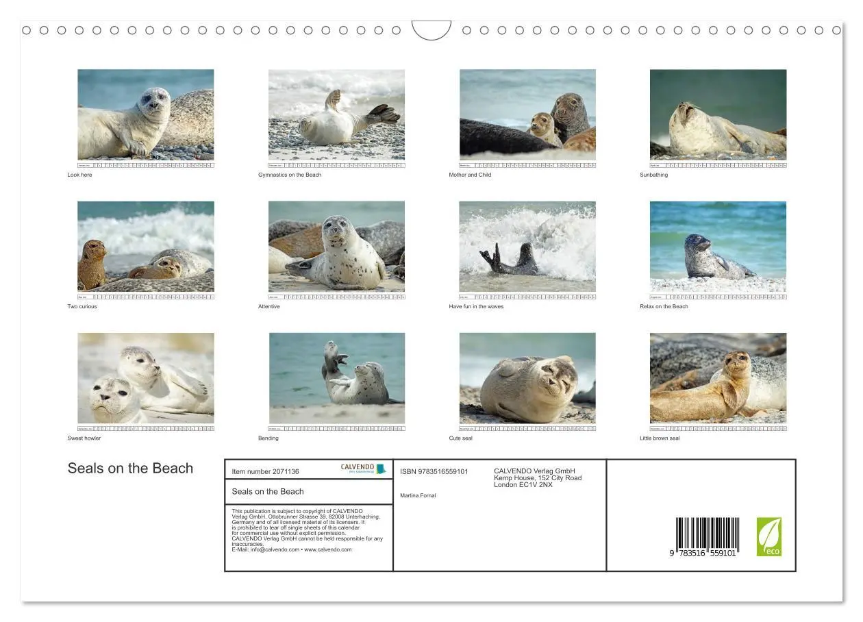 Bild: 9783516559101 | Seals on the Beach (Wall Calendar 2026 DIN A3 landscape), CALVENDO...