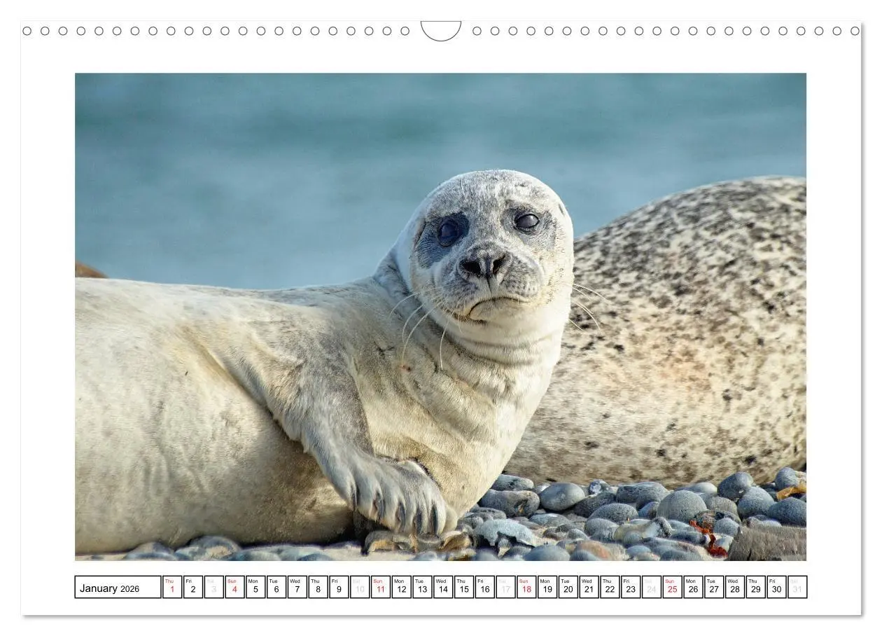 Bild: 9783516559101 | Seals on the Beach (Wall Calendar 2026 DIN A3 landscape), CALVENDO...