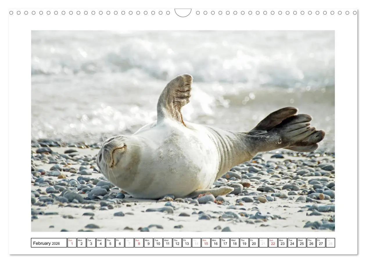 Bild: 9783516559101 | Seals on the Beach (Wall Calendar 2026 DIN A3 landscape), CALVENDO...