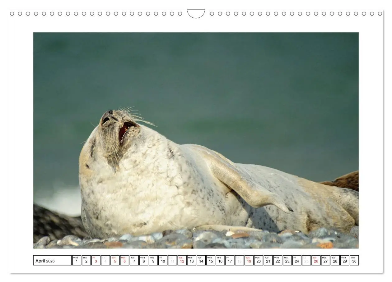 Bild: 9783516559101 | Seals on the Beach (Wall Calendar 2026 DIN A3 landscape), CALVENDO...