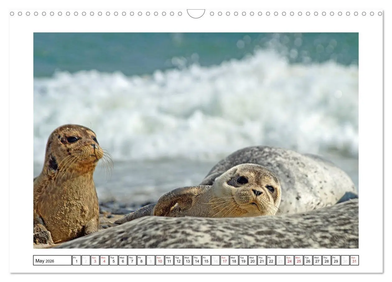 Bild: 9783516559101 | Seals on the Beach (Wall Calendar 2026 DIN A3 landscape), CALVENDO...