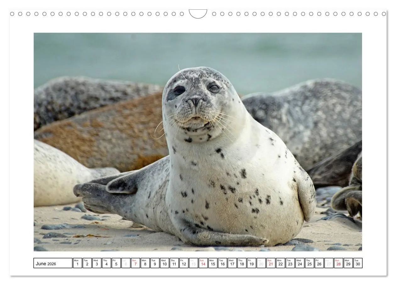 Bild: 9783516559101 | Seals on the Beach (Wall Calendar 2026 DIN A3 landscape), CALVENDO...