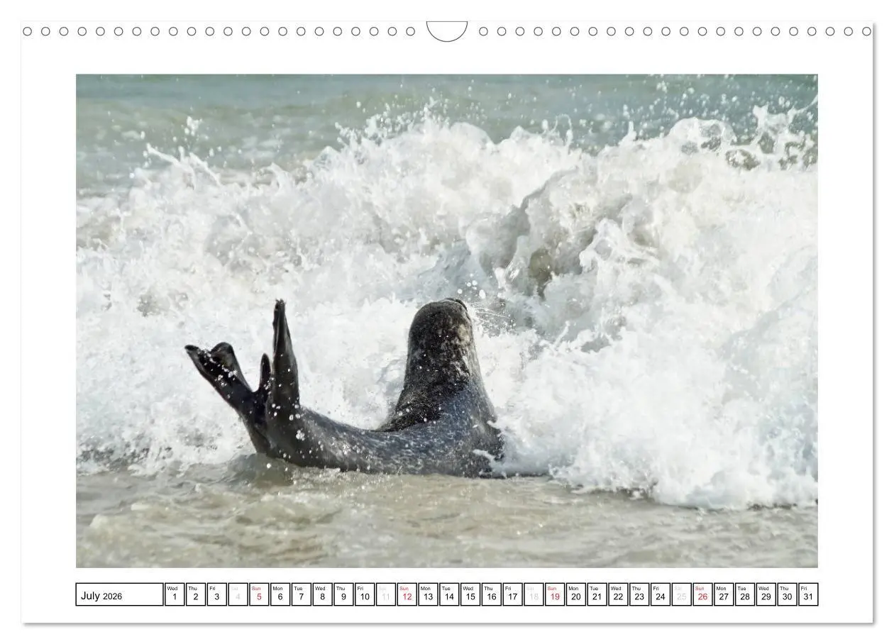 Bild: 9783516559101 | Seals on the Beach (Wall Calendar 2026 DIN A3 landscape), CALVENDO...